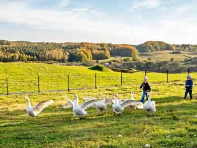 gęsi zwierzęta agroturystyka pod ptasią górą